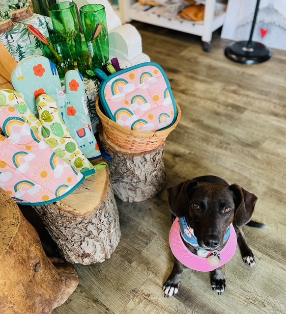 Image shows the interior of The Muse with shop dog Pudding in the foreground. Pudding is a small dog with balck fur and white spots. She wears a pink harness and blue bandana.